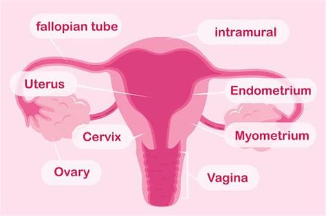 UTERUS Meaning in Tagalog .
